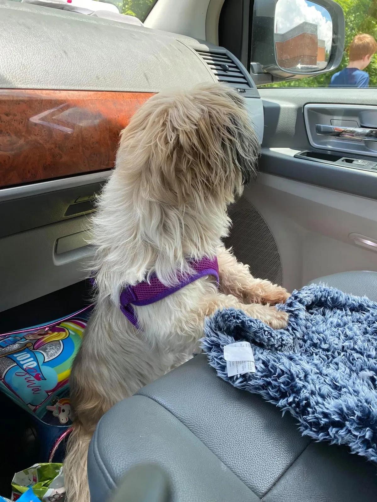 Lost dog in Fort Campbell, KY, 42223