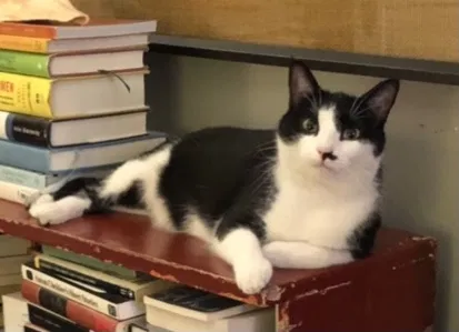 Lost cat in Evanston, IL, 60202