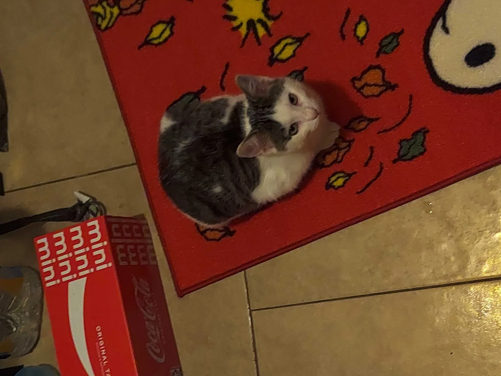 Lost cat in Houston, TX, 77023