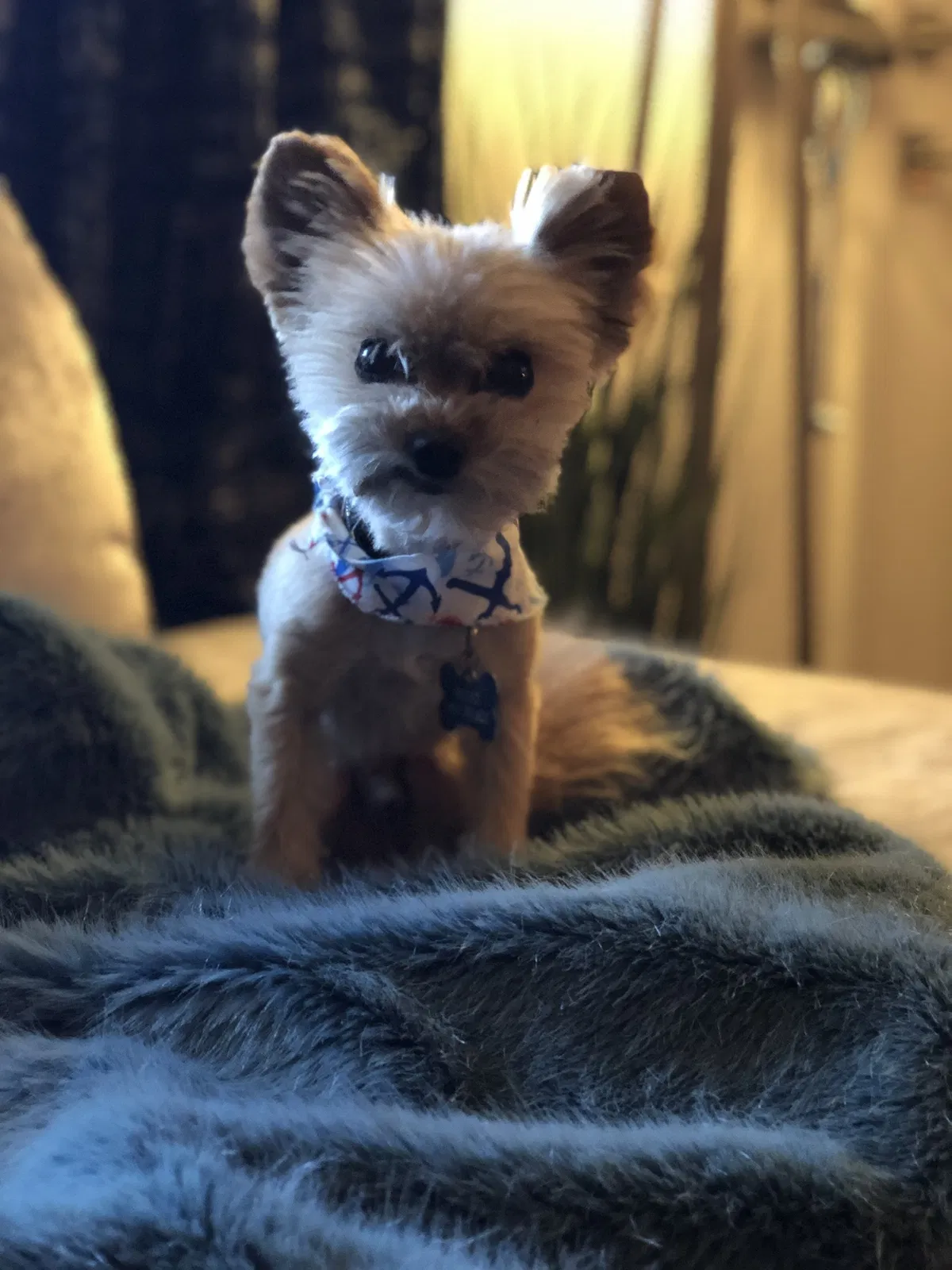 Lost dog in Las Vegas, NV, 89148