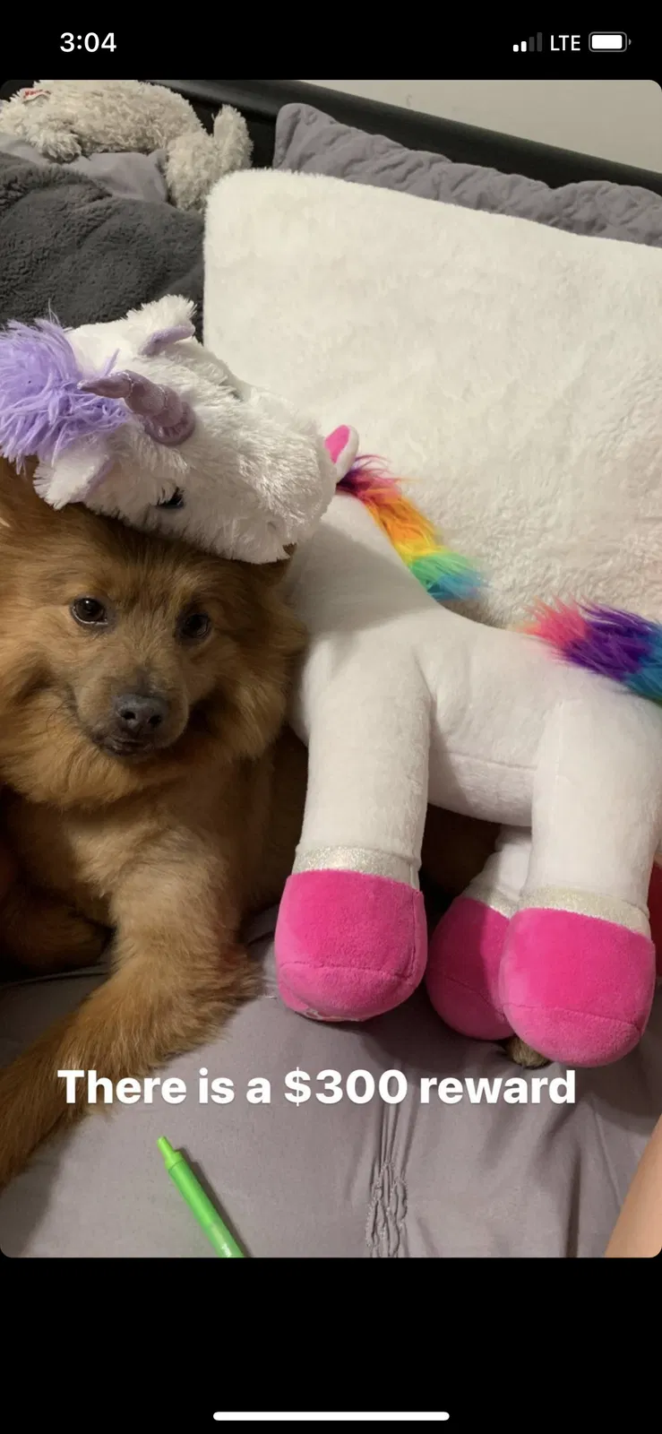 Lost dog in Lanham, MD, 20706