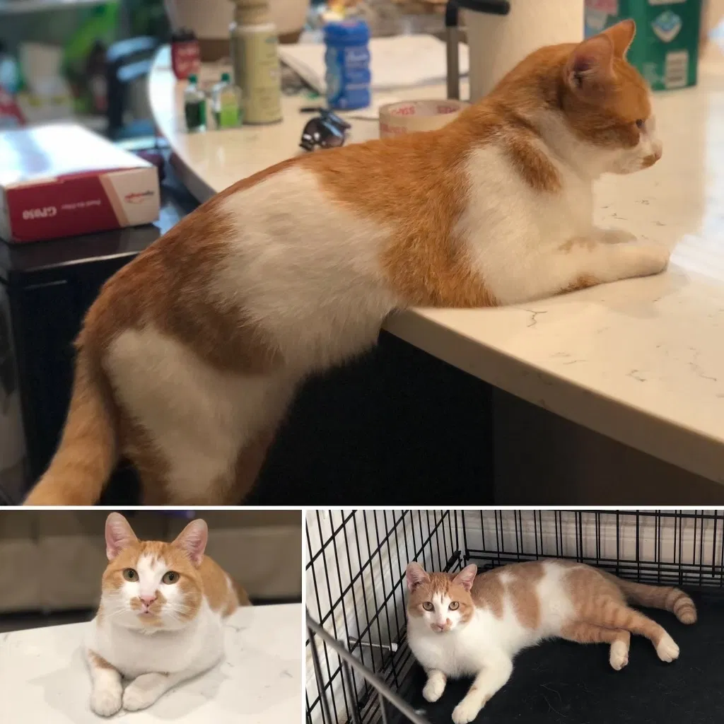Lost cat in Richmond, TX, 77407