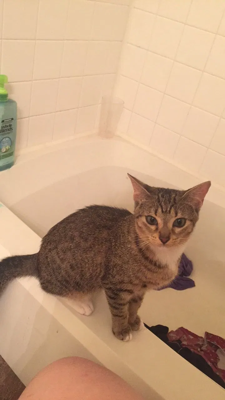 Lost cat in Unknown, OK, 7433