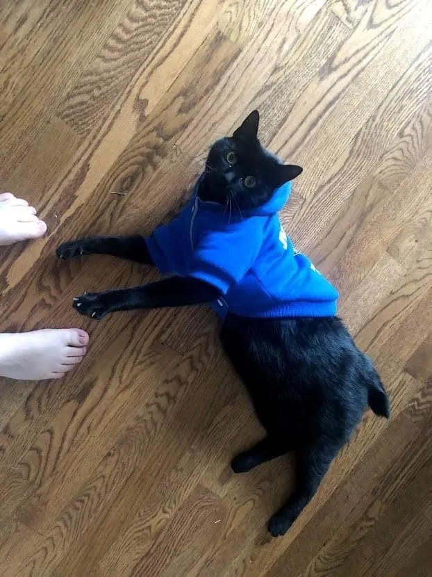 Lost cat in Huntsville, AL, 35806