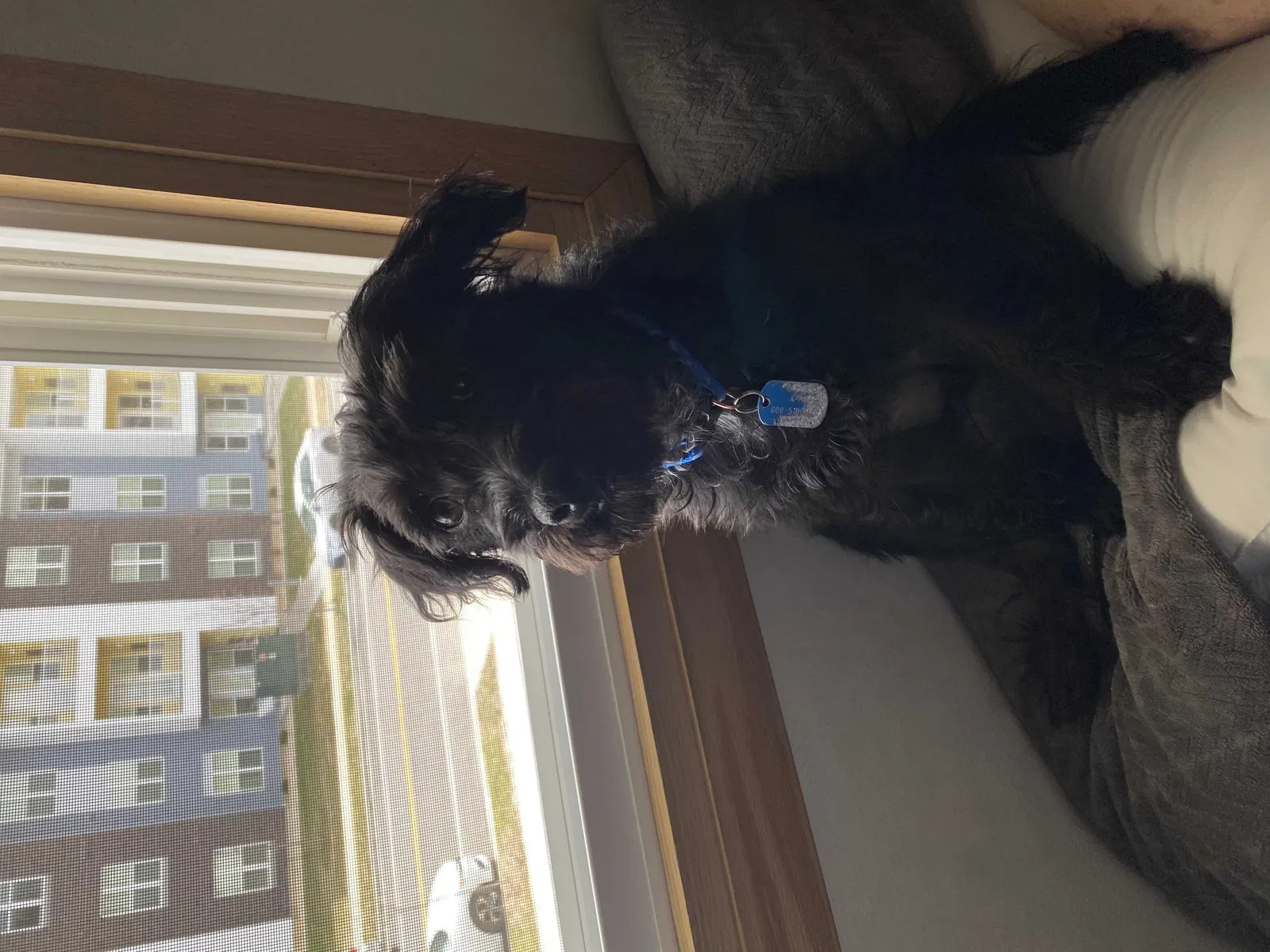 Lost dog in Sparta, WI, 54656