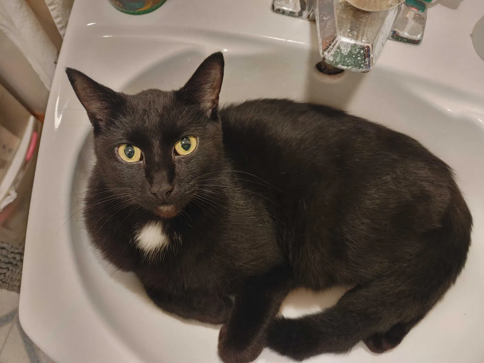 Lost cat in Dekalb, IL, 60115