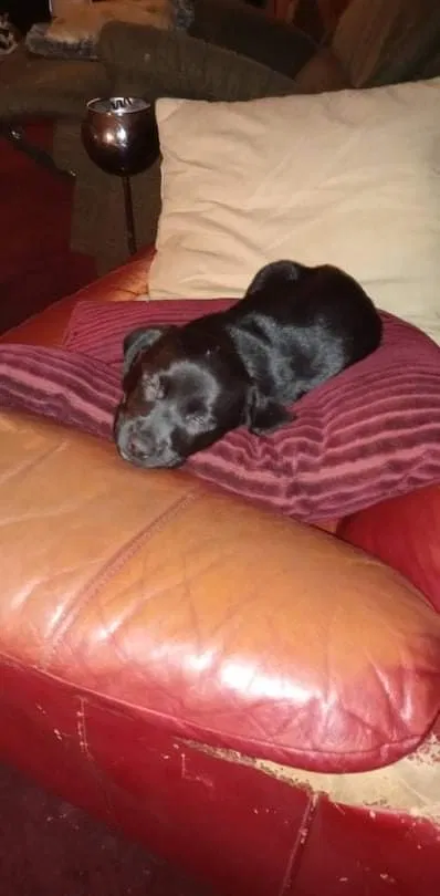 Lost dog in Elgin, SC, 29045