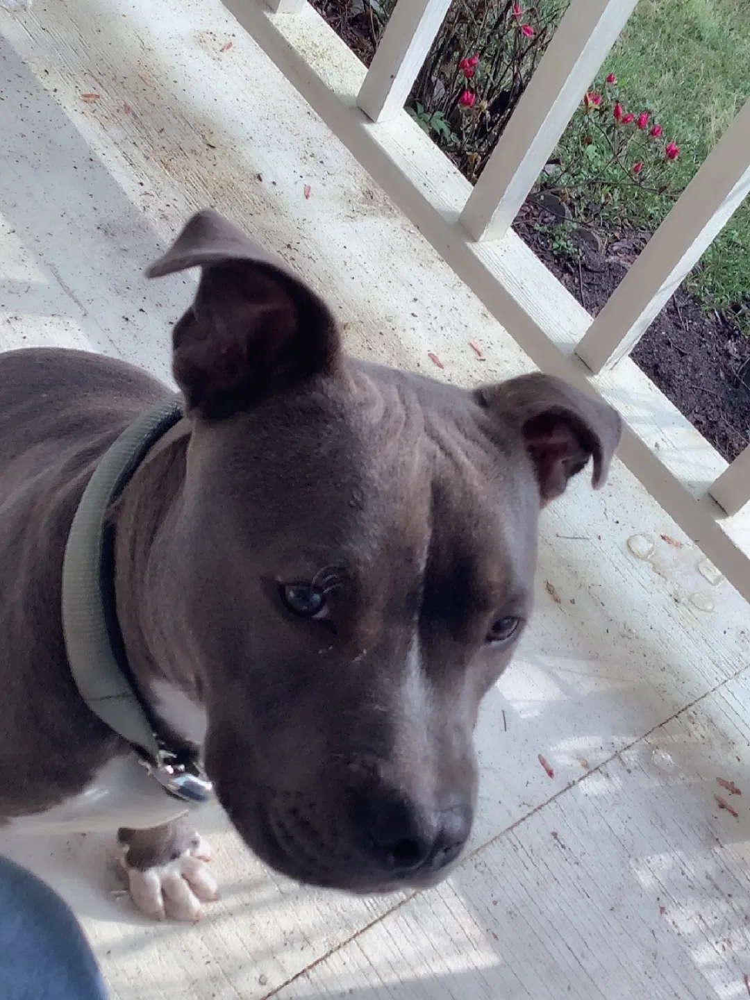Lost dog in Wallace, SC, 29596