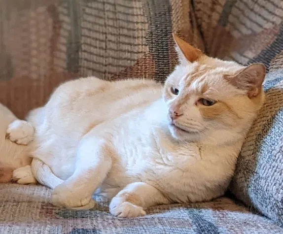 Lost cat in Clarksville, TN, 37042