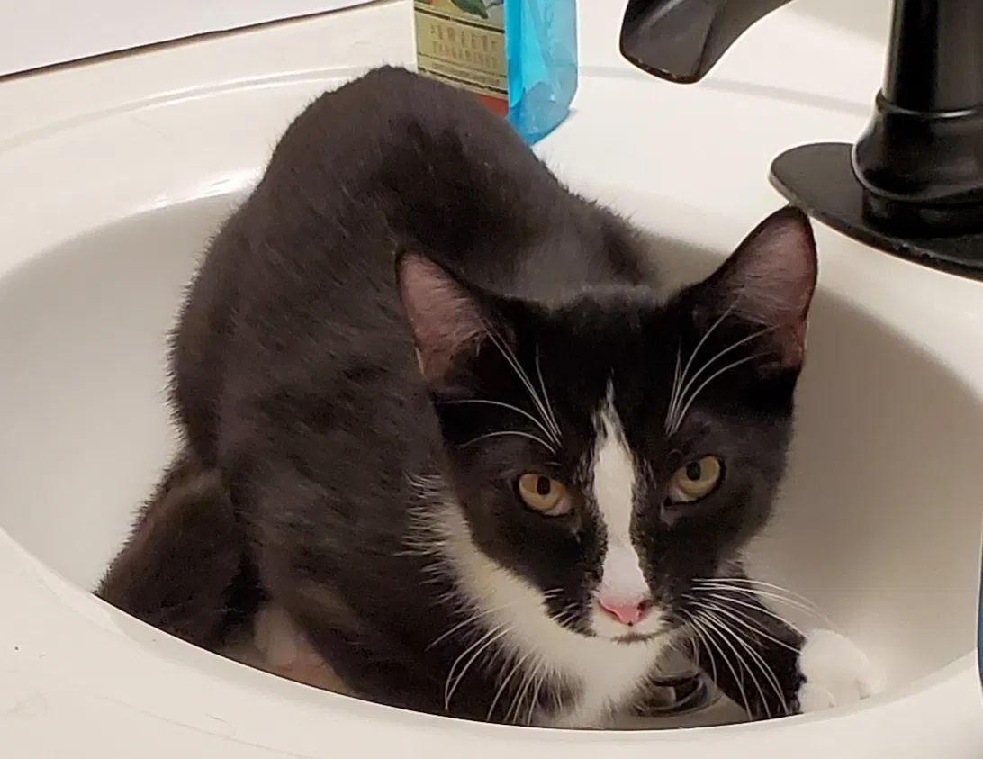 Lost cat in Stow, OH, 44224
