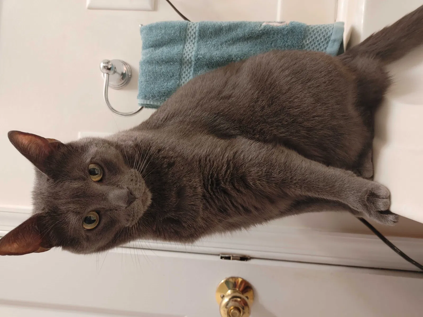 Lost cat in Suffolk, VA, 23434