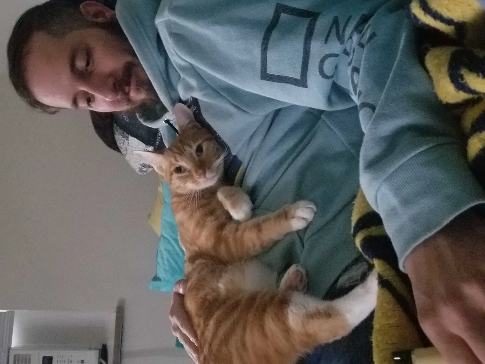 Lost cat in Cincinnati, OH, 45209