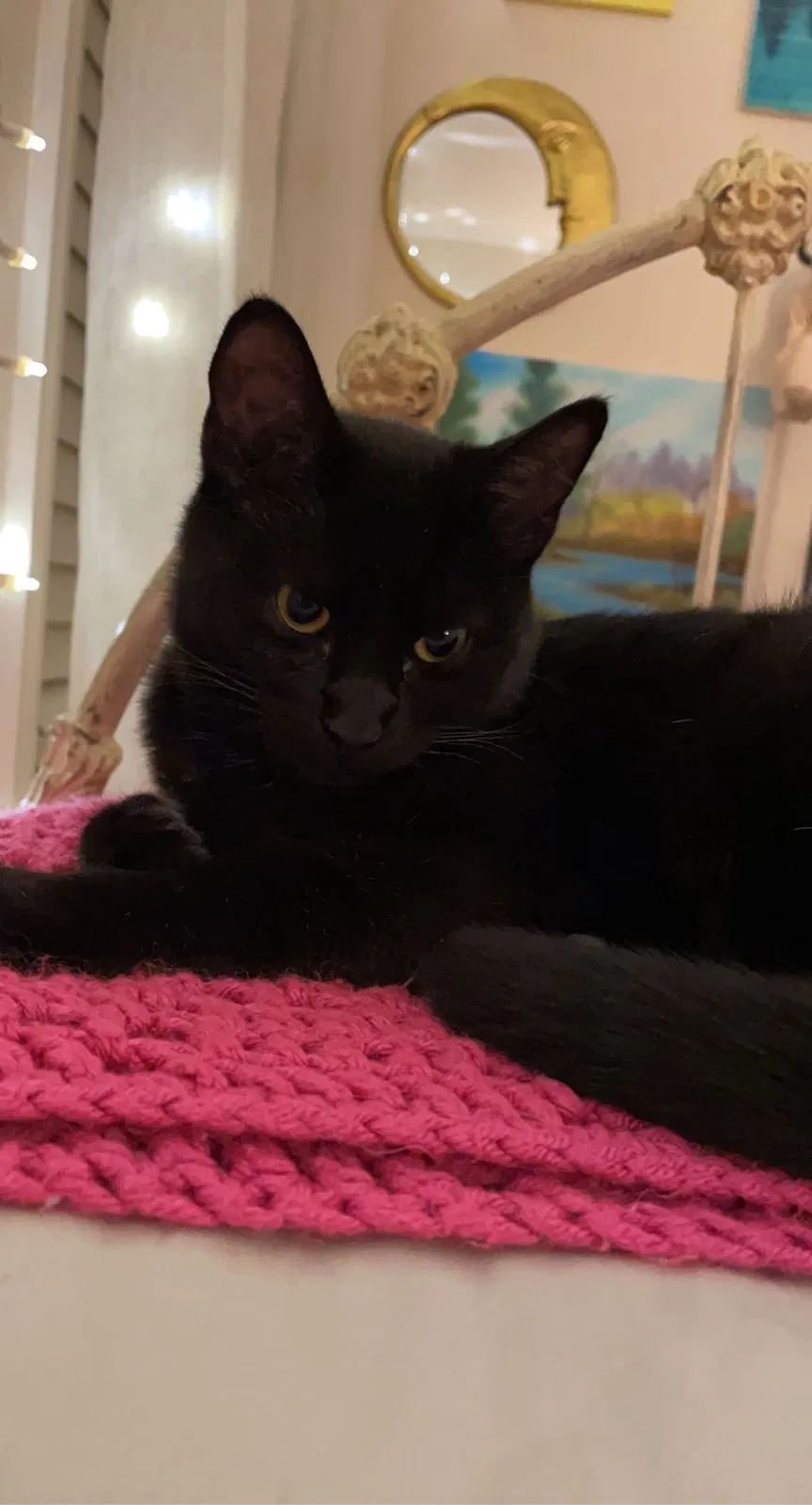 Lost cat in Tulsa, OK, 74105