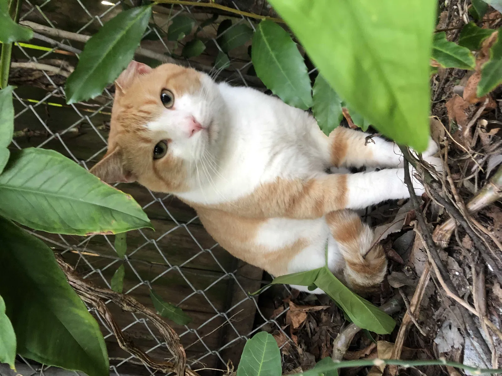 Lost cat in Saint Petersburg, FL, 33710