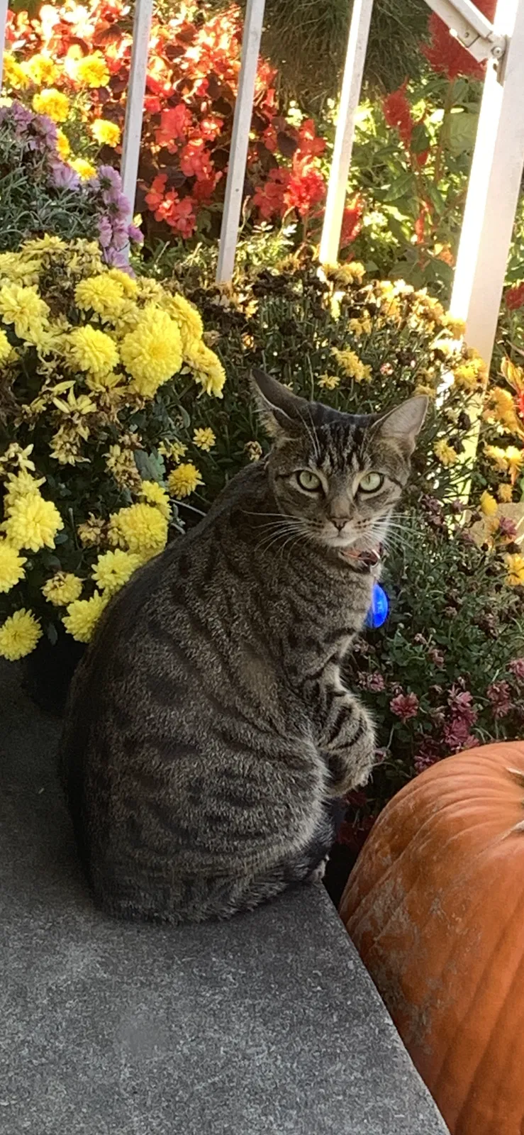 Lost cat in Zelienople, PA, 16063