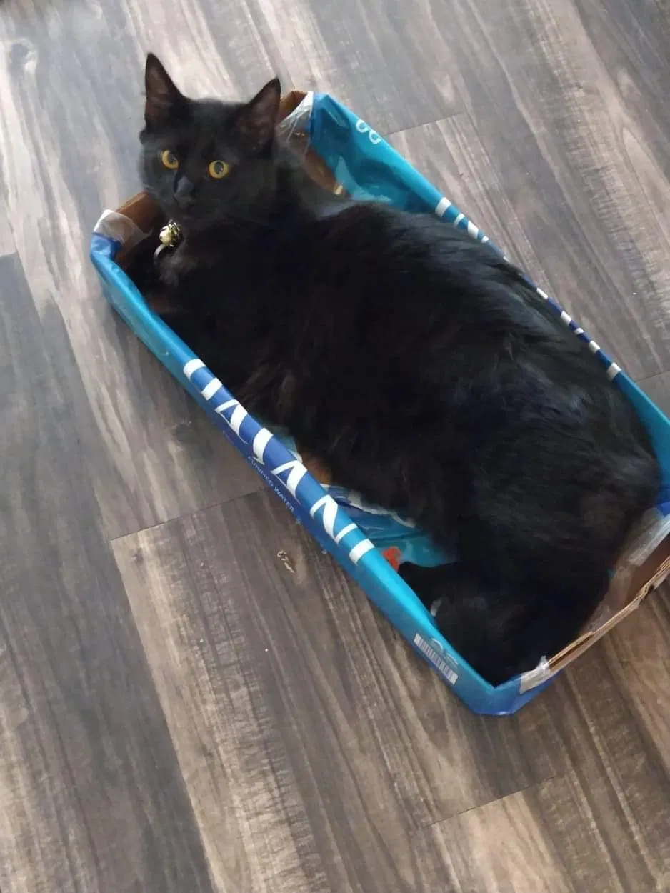 Lost cat in Houston, TX, 77081