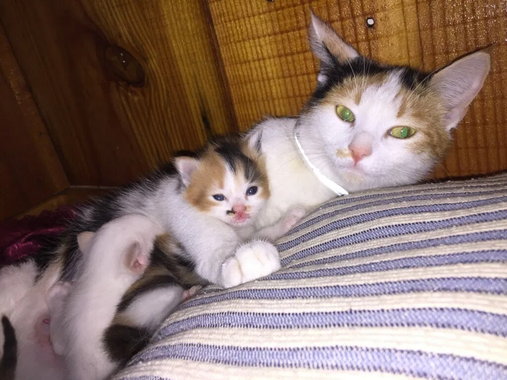 Lost cat in Centreville, AL, 35042