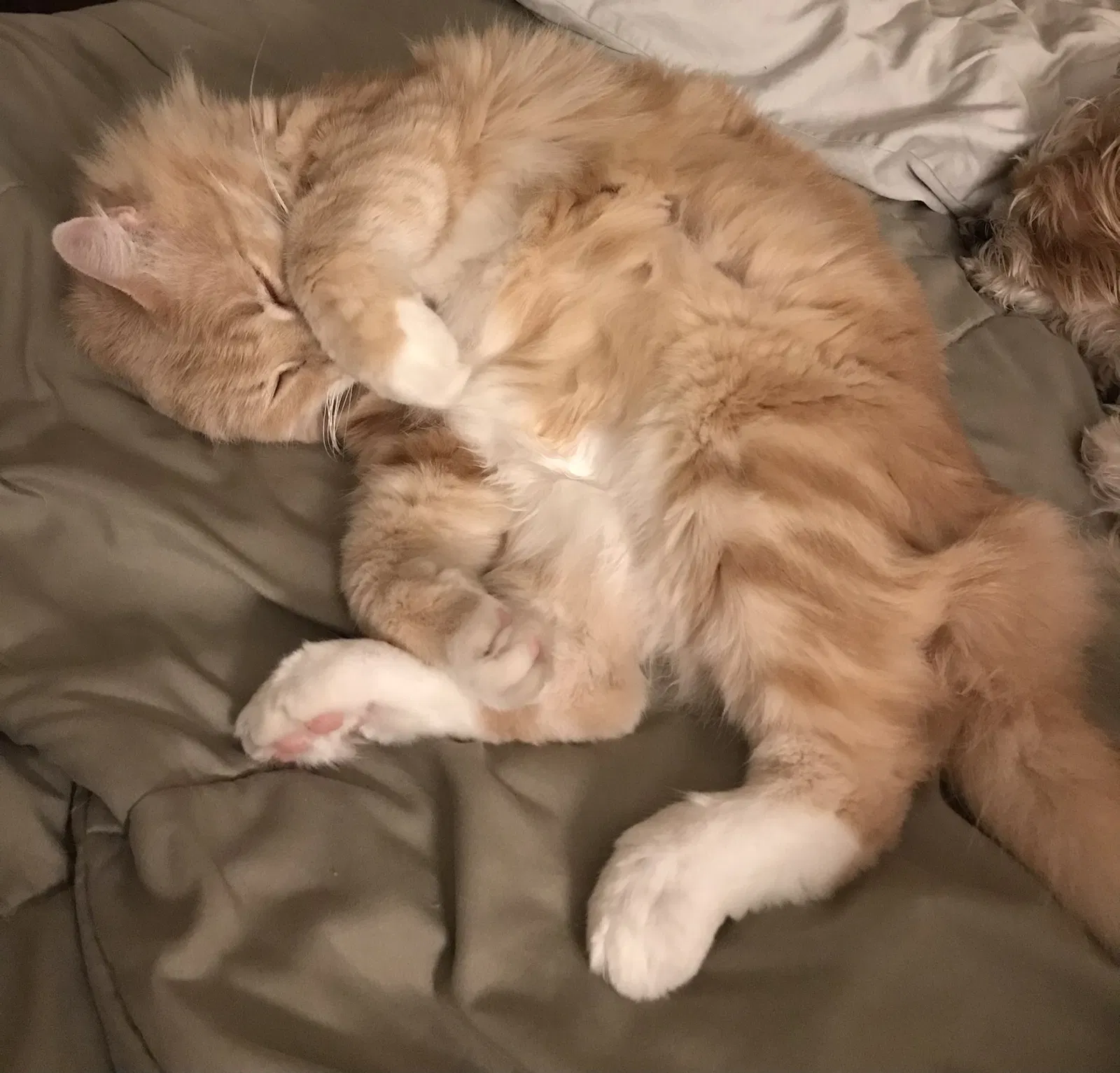 Lost cat in San Diego, CA, 92115
