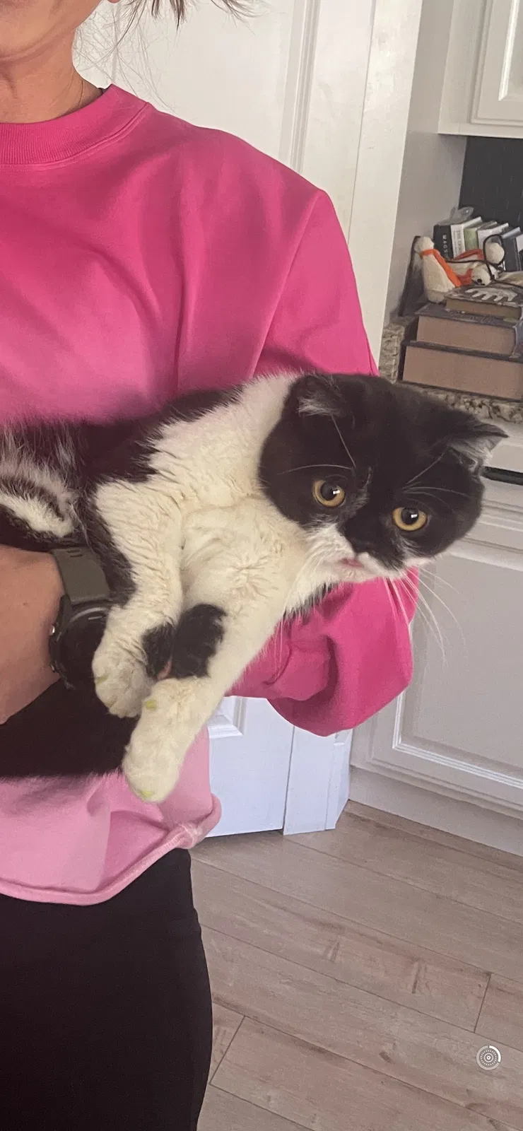 Lost cat in Lehi, UT, 84043