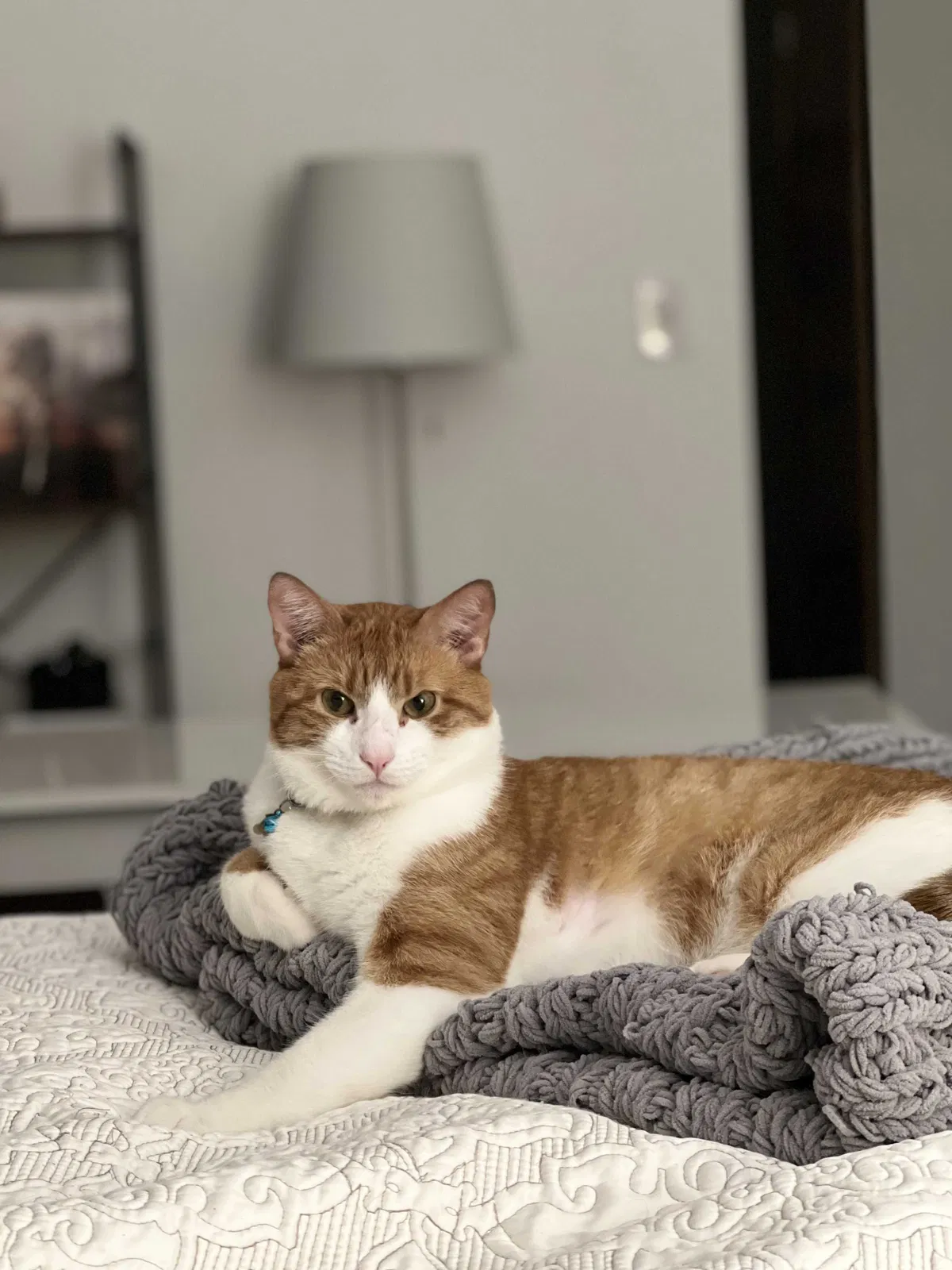 Lost cat in Lincoln Park, NJ, 7035
