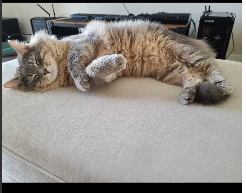 Lost cat in Chantilly, VA, 20151