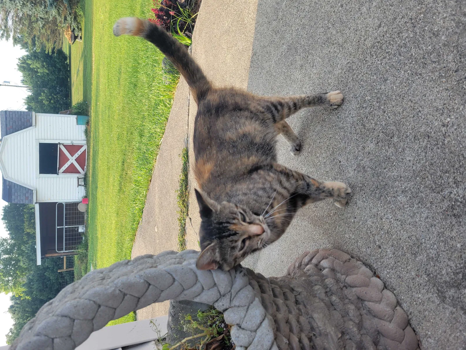 Lost cat in Columbiaville, MI, 48421