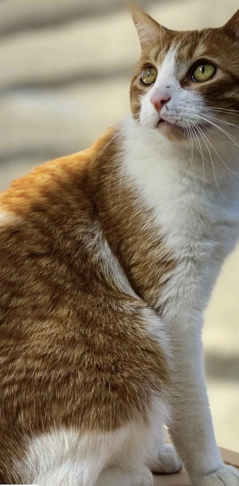 Lost cat in Dixon, CA, 95620