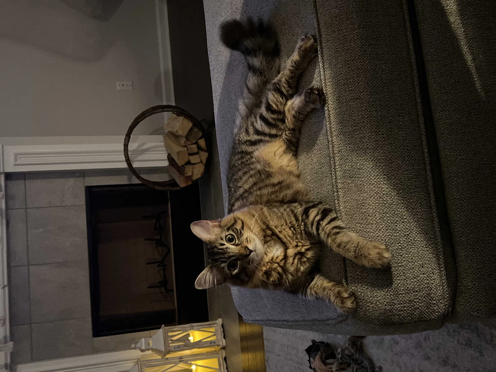 Lost cat in Evans, GA, 30809
