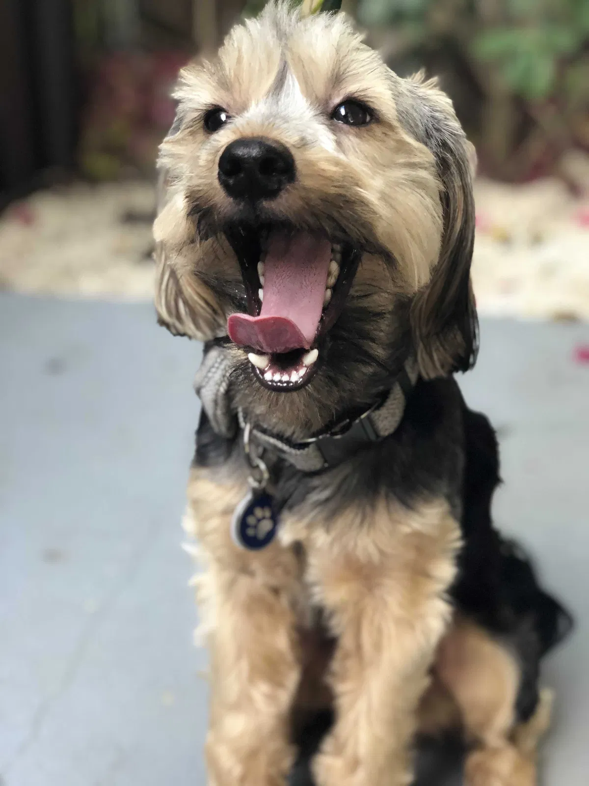 Lost dog in Miami Beach, FL, 33139