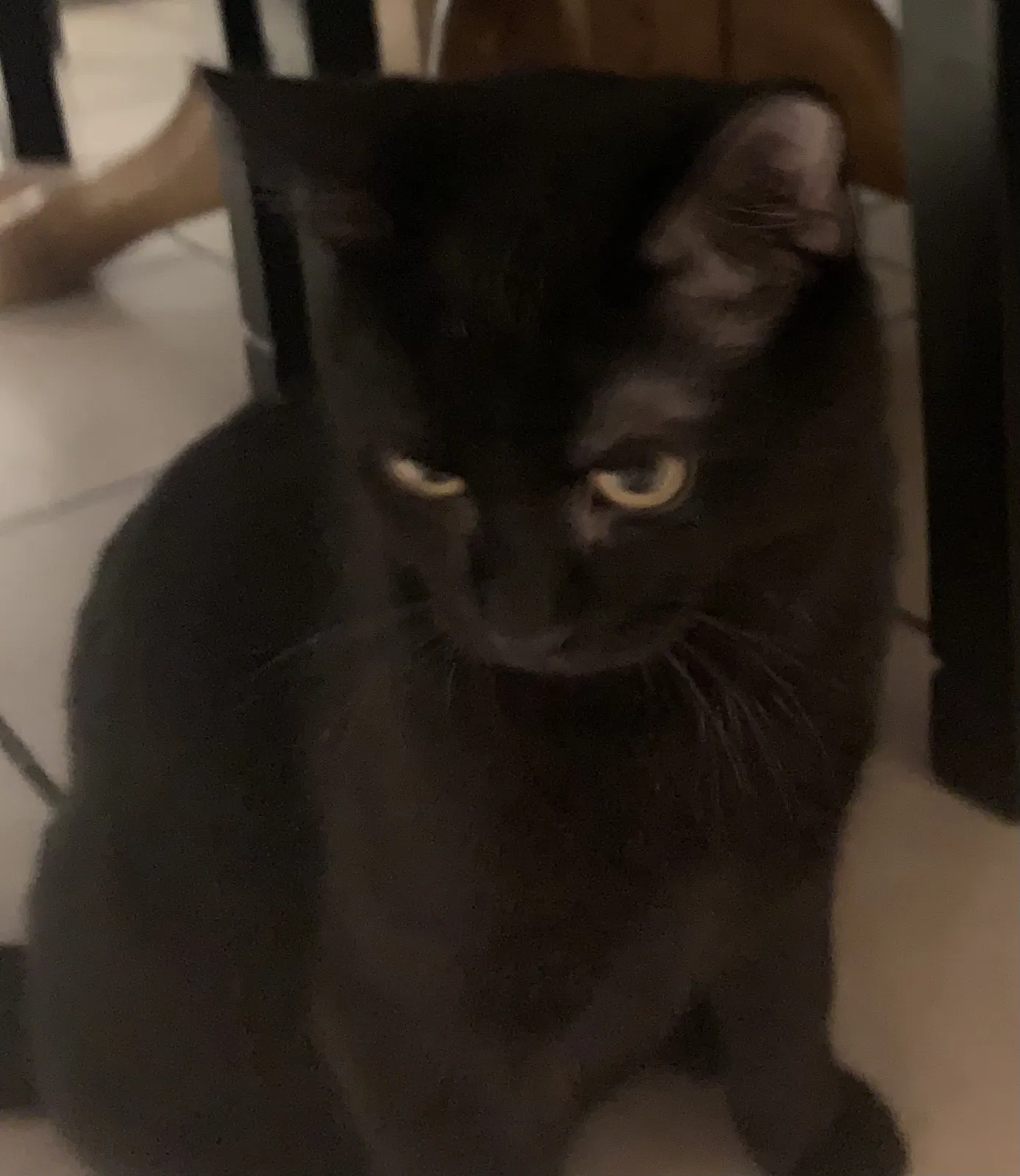 Lost cat in Rockford, IL, 61109