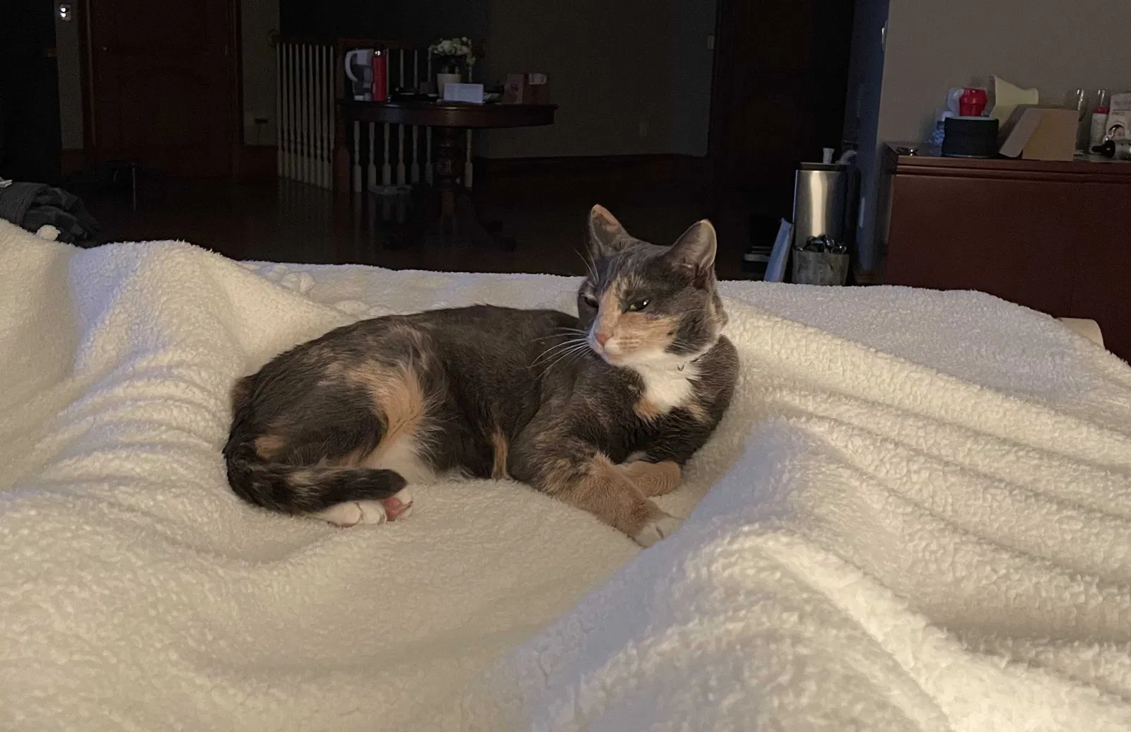 Lost cat in Naples, FL, 34108