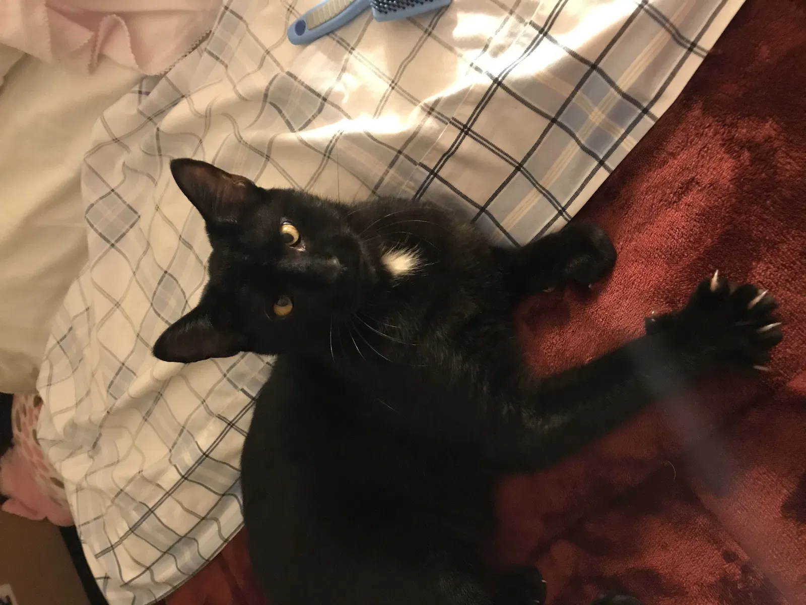 Lost cat in Southbury, CT, 6488