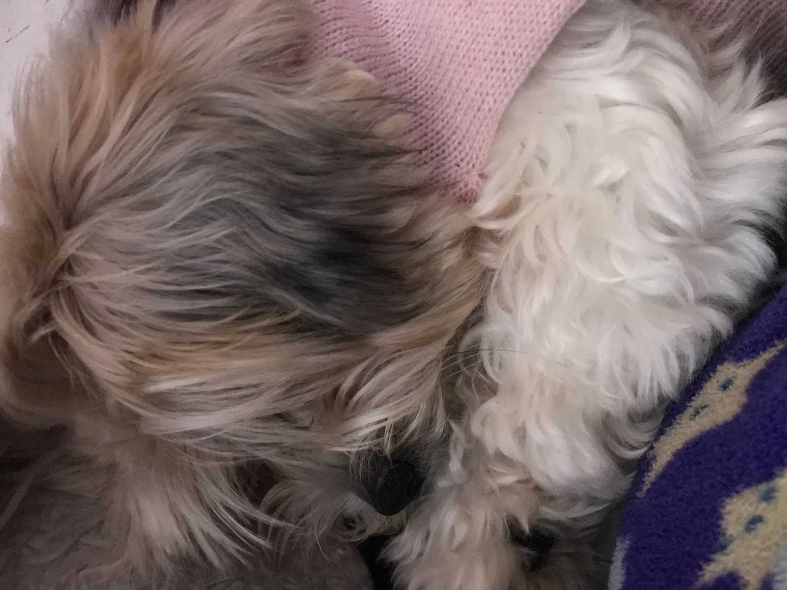 Lost dog in Raleigh, NC, 27601