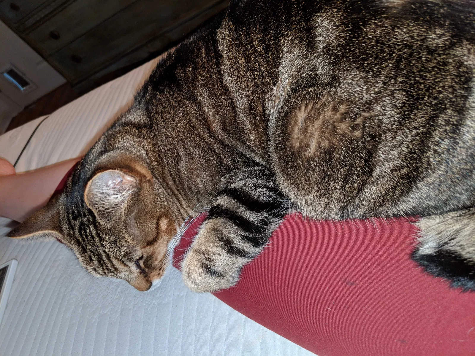 Lost cat in Montgomery, AL, 36106