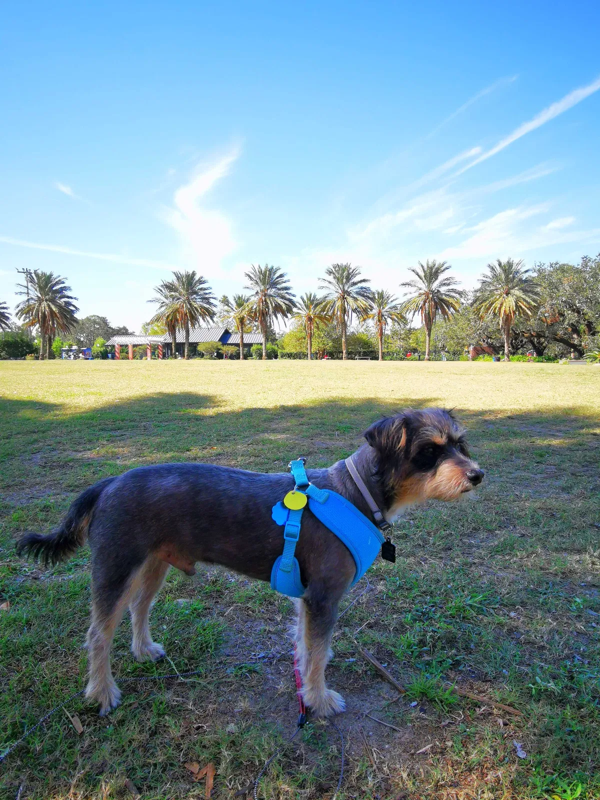 Lost dog in New Orleans, LA, 70116