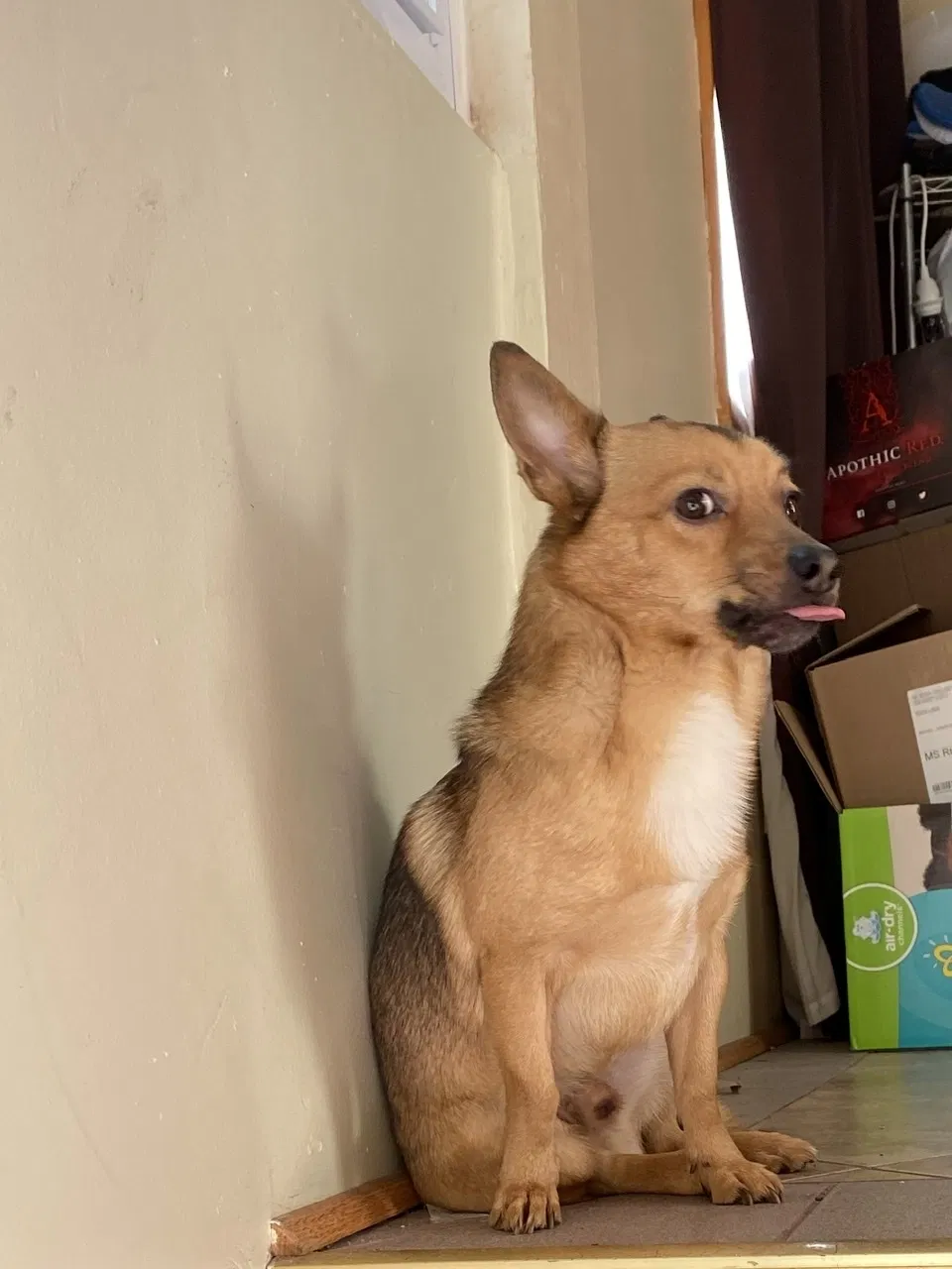 Lost dog in Berwyn, IL, 60402