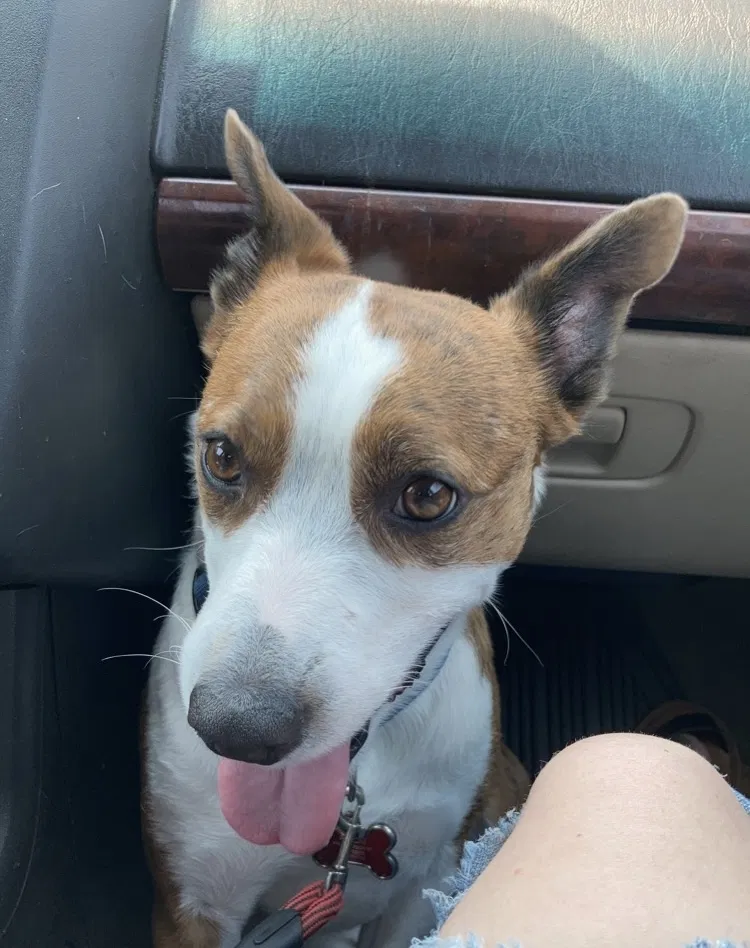 Lost dog in Bakersfield, CA, 93304