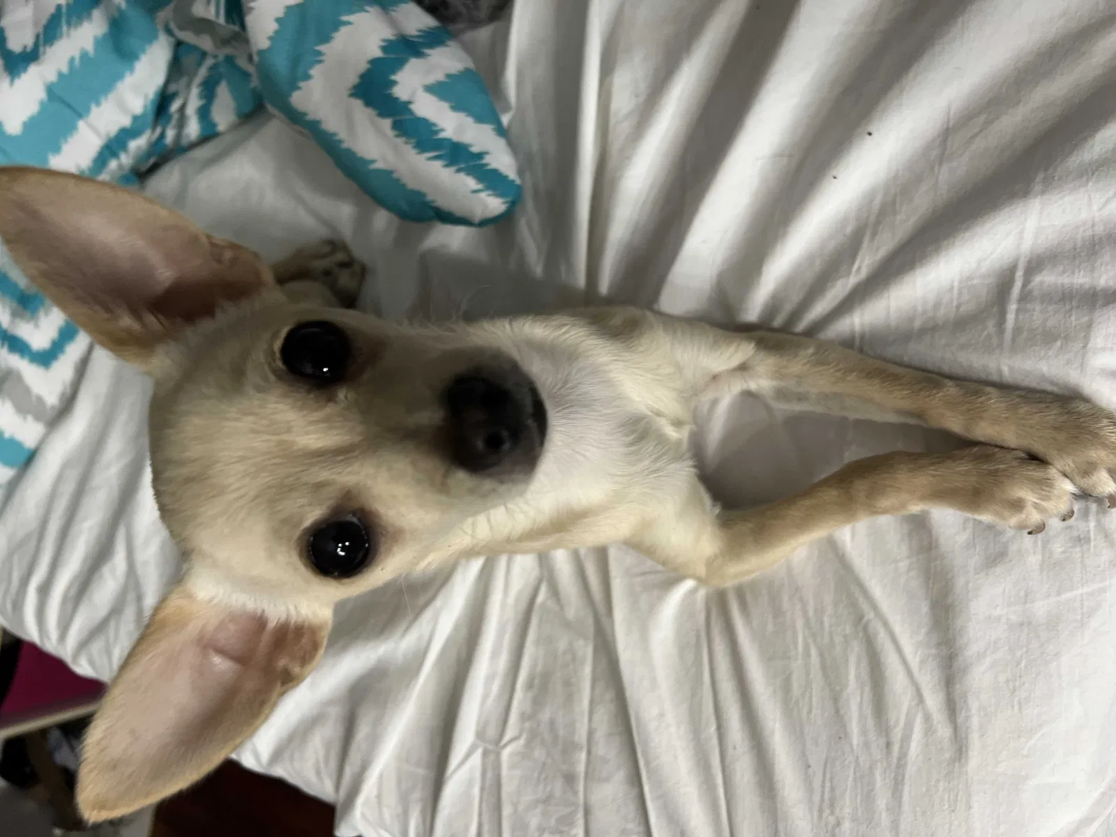 Lost dog in Mesquite, TX, 75150