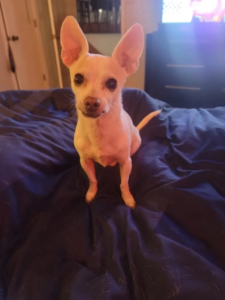 Lost dog in Albuquerque, NM, 87112