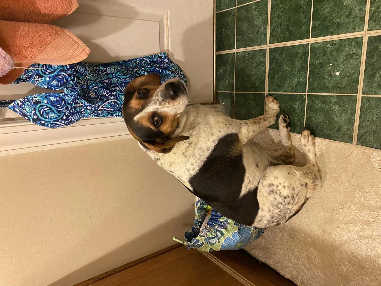 Lost dog in Pfafftown, NC, 27040