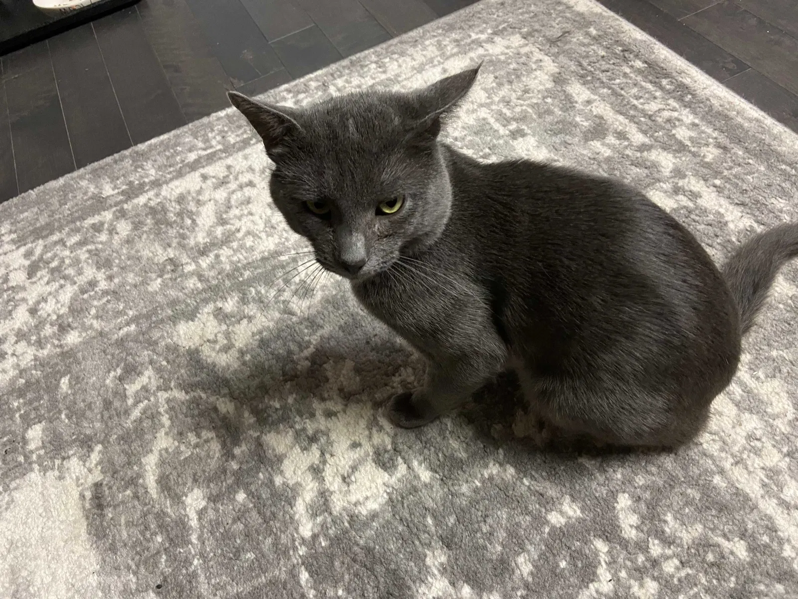 Lost cat in Dumfries, VA, 22026