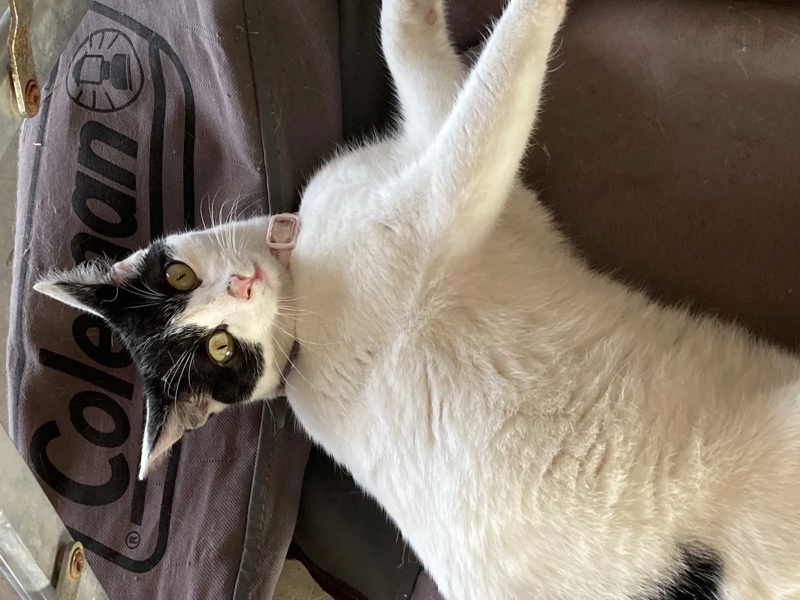 Lost cat in Granger, TX, 76530