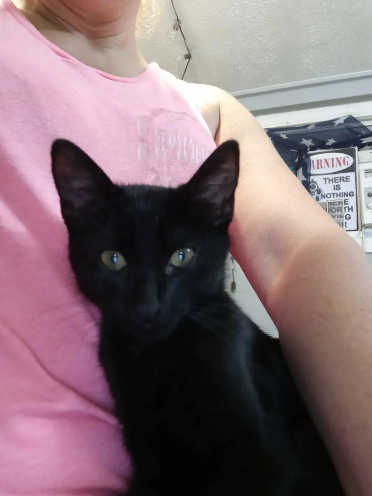Lost cat in Greenwood, IN, 46143