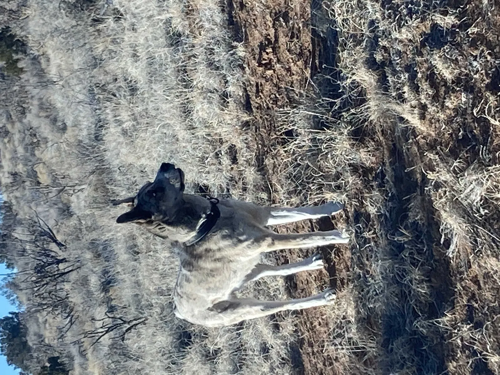 Lost dog in Rio Rancho, NM, 87124