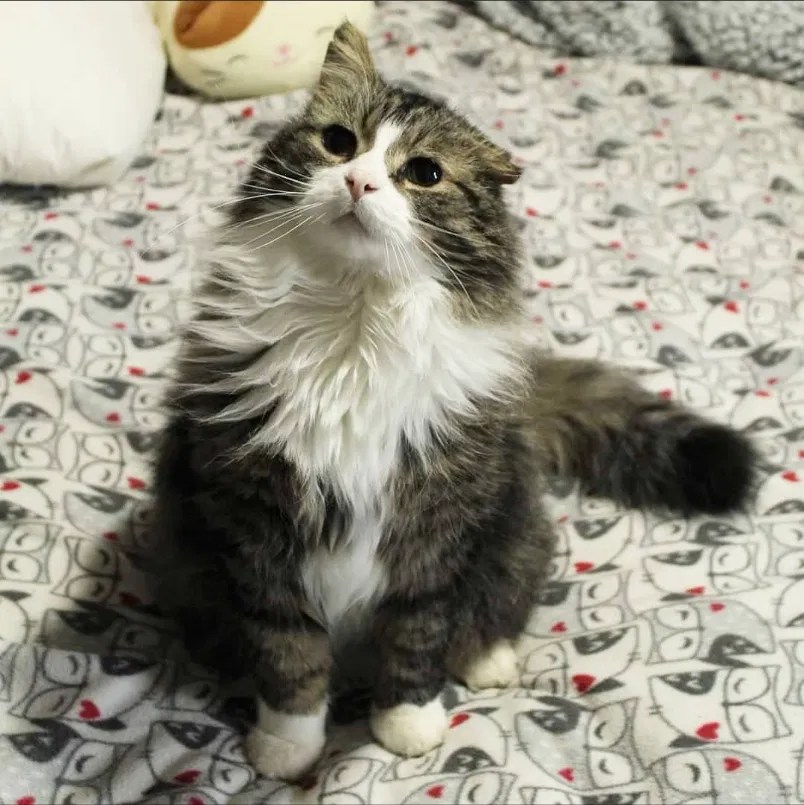 Lost cat in Ann Arbor, MI, 48104