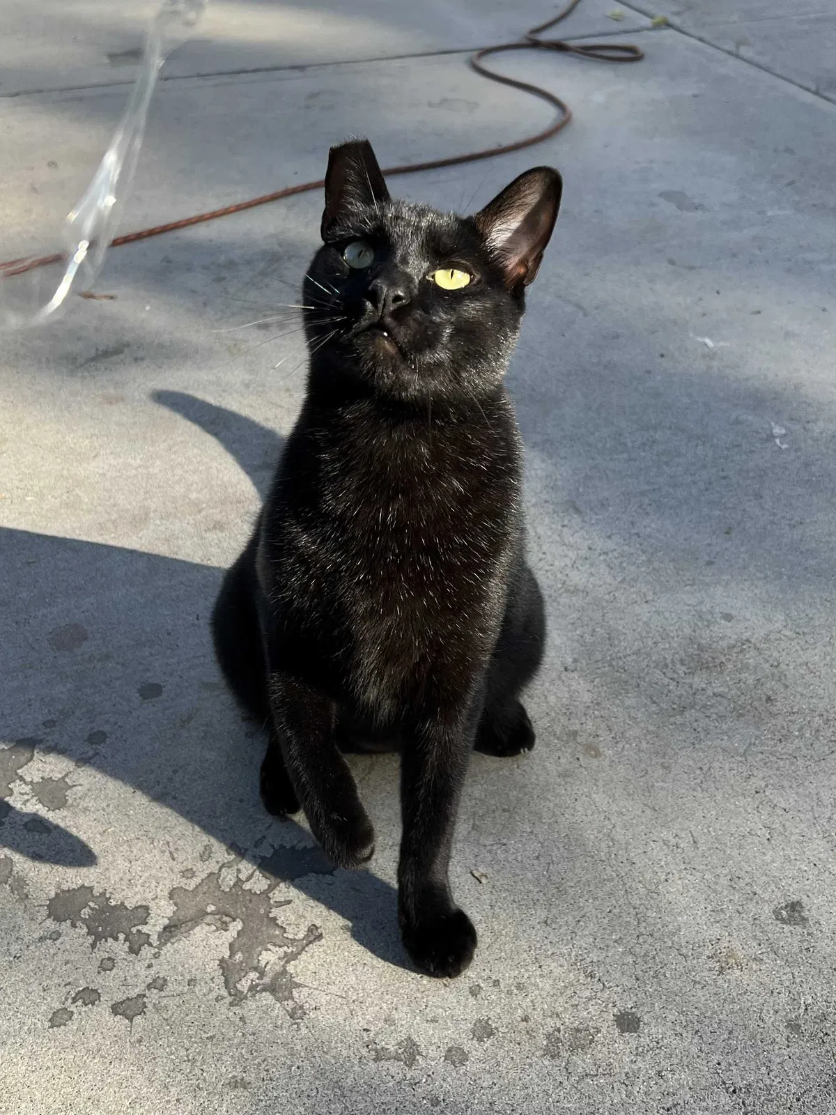 Lost cat in San Bernardino, CA, 92410