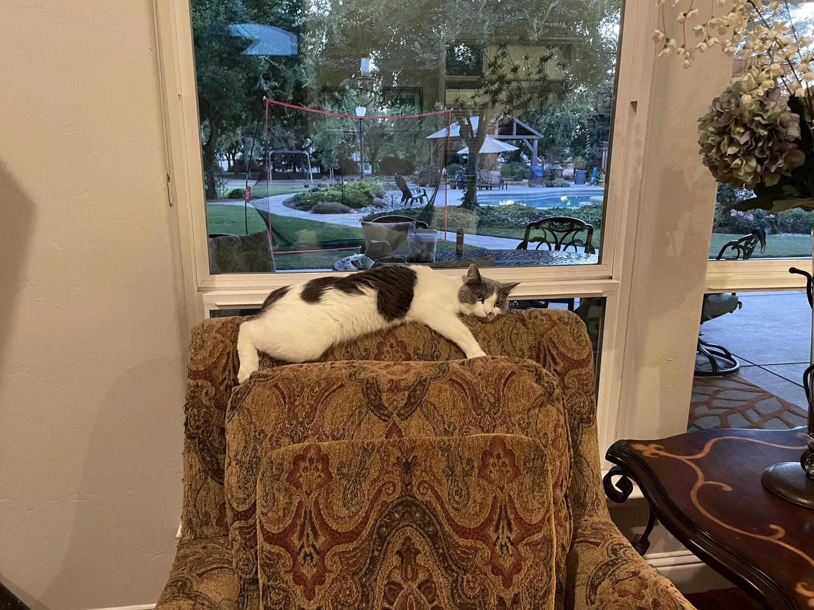 Lost cat in Clovis, CA, 93619