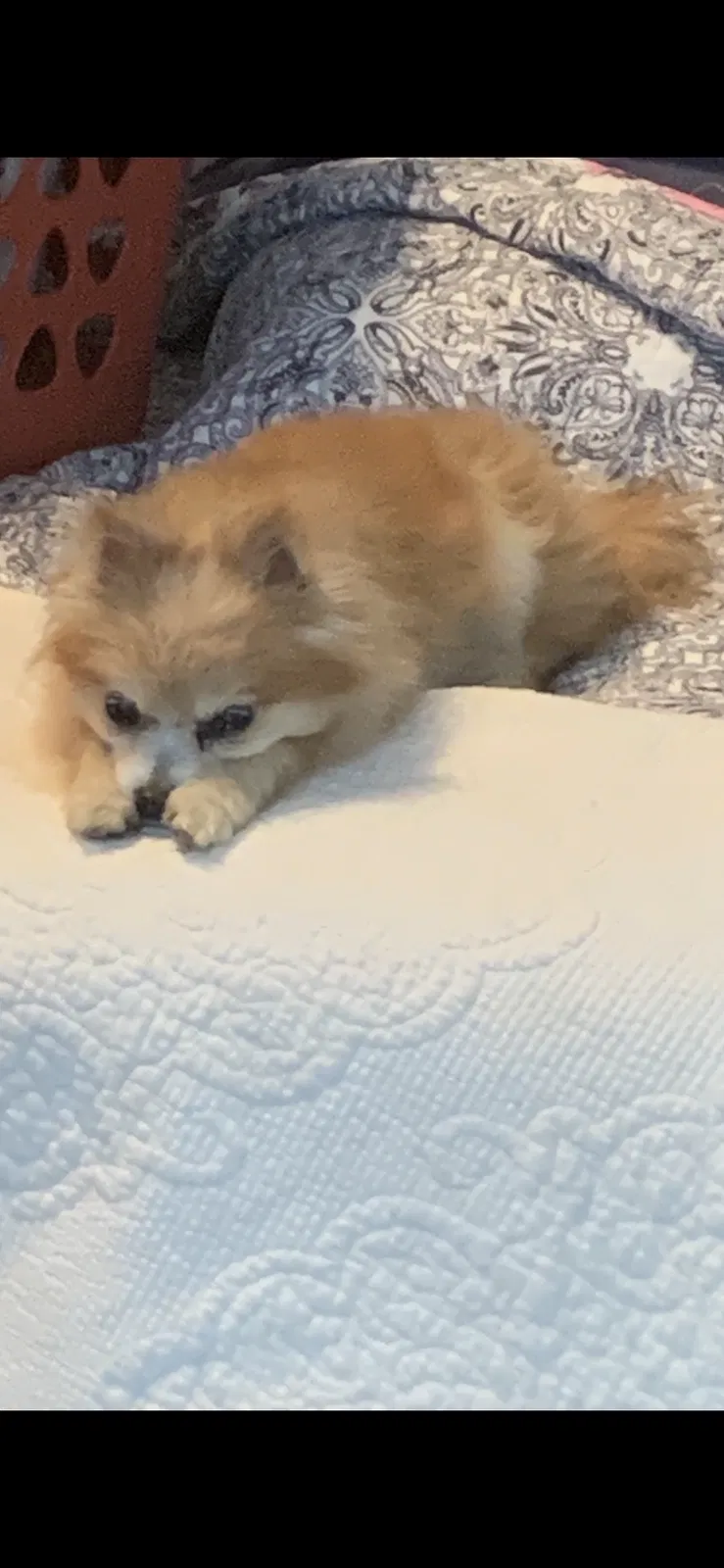 Lost dog in Hixson, TN, 37343