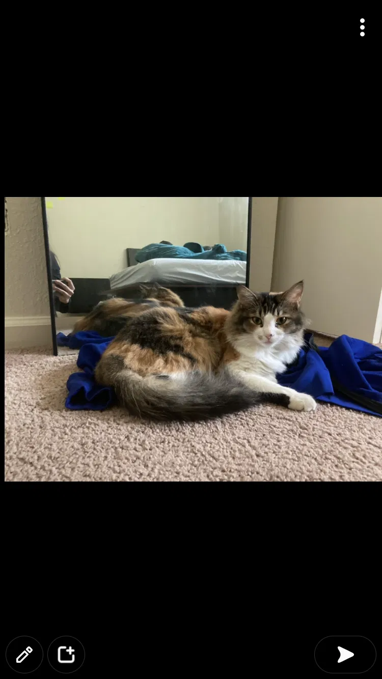 Lost cat in Fresno, CA, 93710