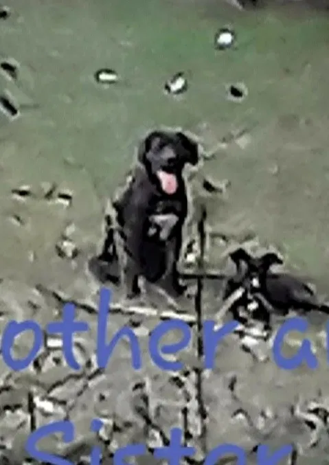 Lost dog in Pinson, AL, 35126